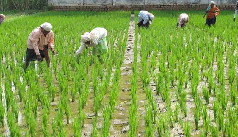 Agricultural Land